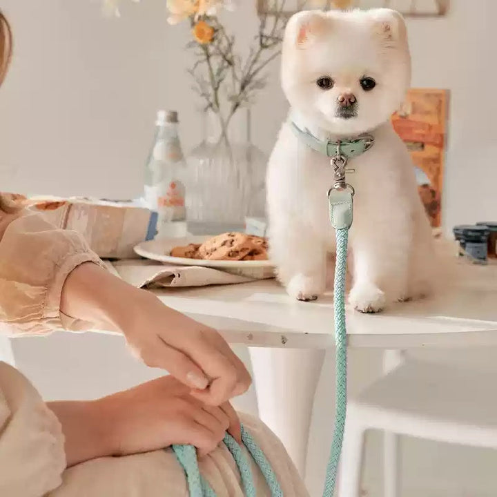 Pet Leather Handheld Collar Leash: A Stylish and Functional Must-Have for Pet Lovers