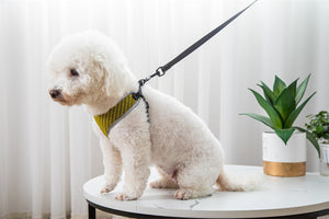Why Every Pet Owner Needs the Pet Vest Style Walking Harness With Leash Set