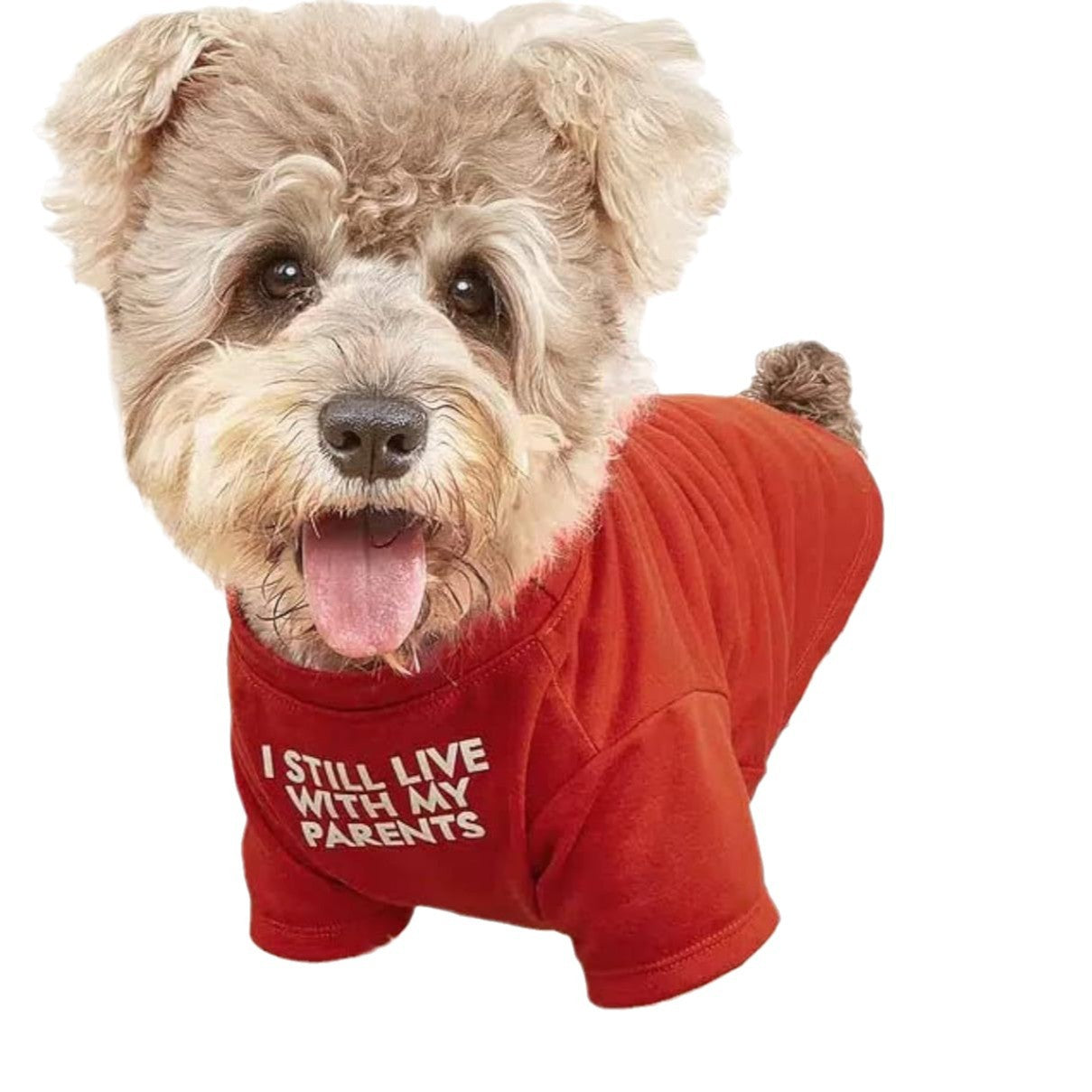 Why Your Pet Needs a Round Neck T Shirt