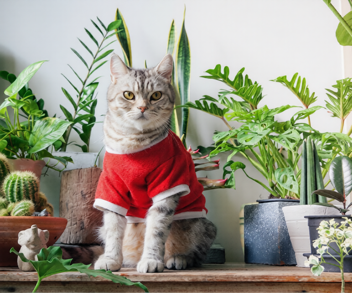 Pet Clothes For Every Season And Occasion