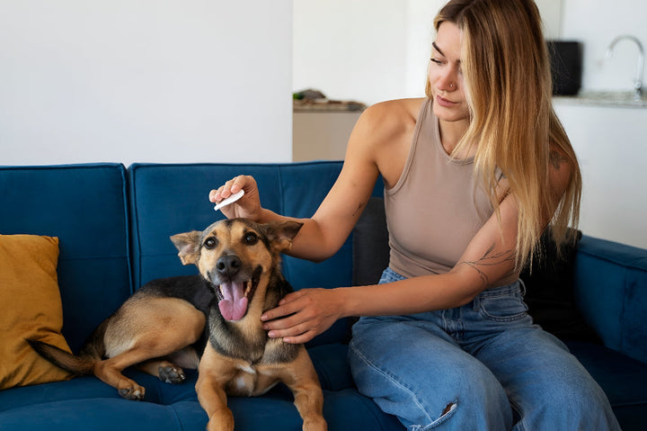 Essential Pet Grooming Tips For Healthy Happy Pets